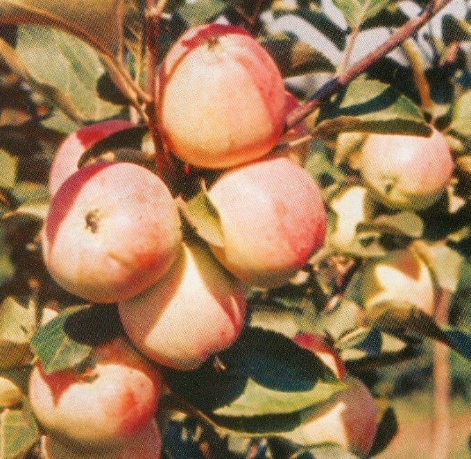 яблоня сорт алтайское десертное плоды