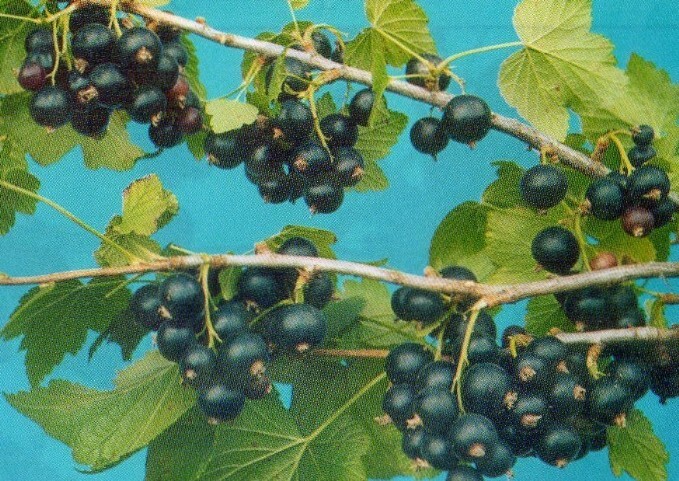 смородина чёрная сорт рита ягода