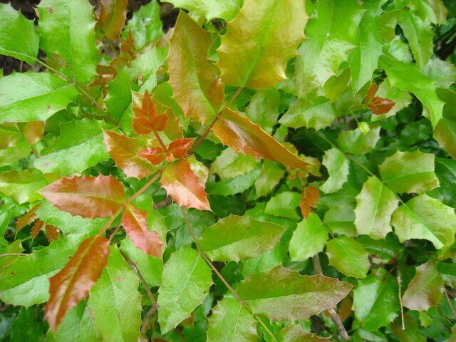 магония падуболистная М.aquifolia фото
