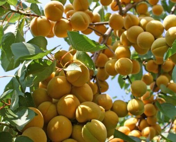 Биография абрикоса: история происхождения и разведения ароматного фрукта