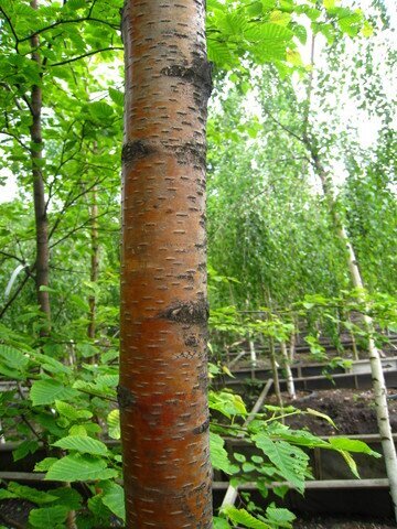 Берёза-betula: описание, условия выращивания и уход - Сибирский Оазис