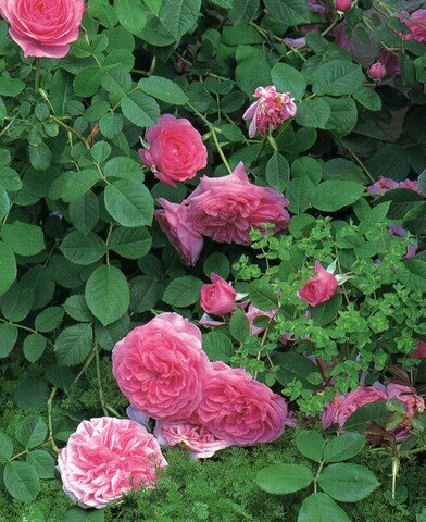 Ароматная роза Barbara Austin фото
