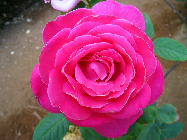 Роза чайно-гибридная Baronne de Rotschild