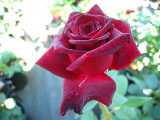 роза чайно-гибридная Black Baccara