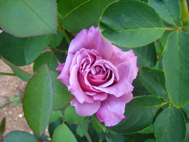 Ароматная роза Blue Perfume фото