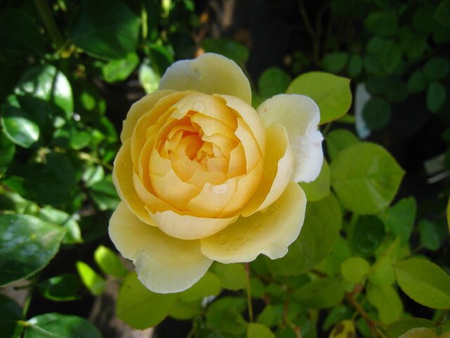 Английская роза Blythe Spirit фото