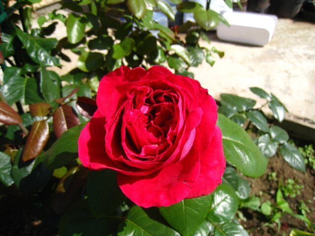 Ароматная роза Botero фото