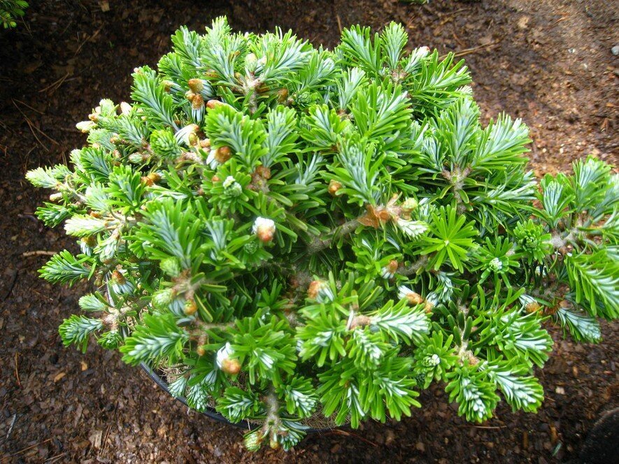 Пихта корейская Brevifolia фото