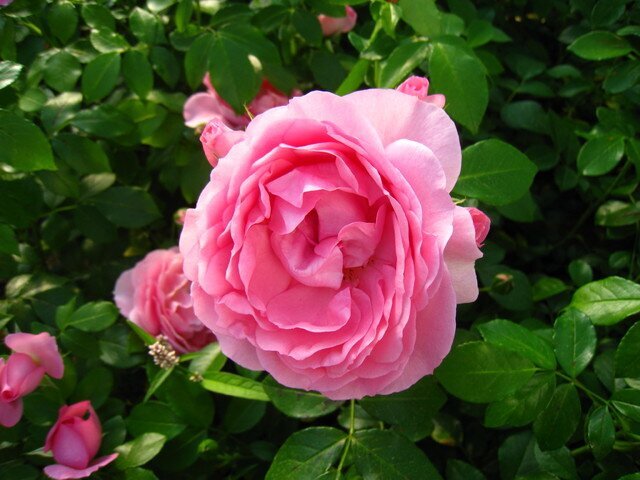Ароматная роза Brother Cadfael фото