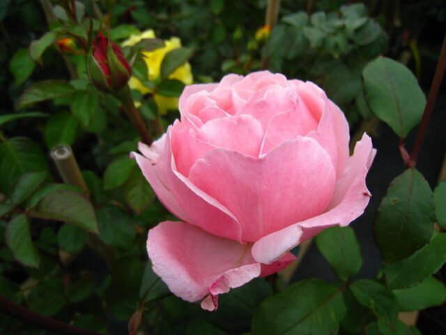 Роза Coral Dawn фото цветы