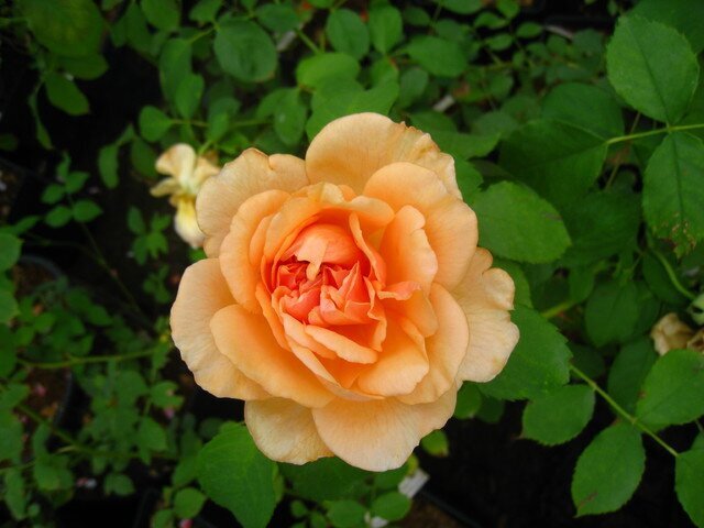 Роза Grace фото цветы
