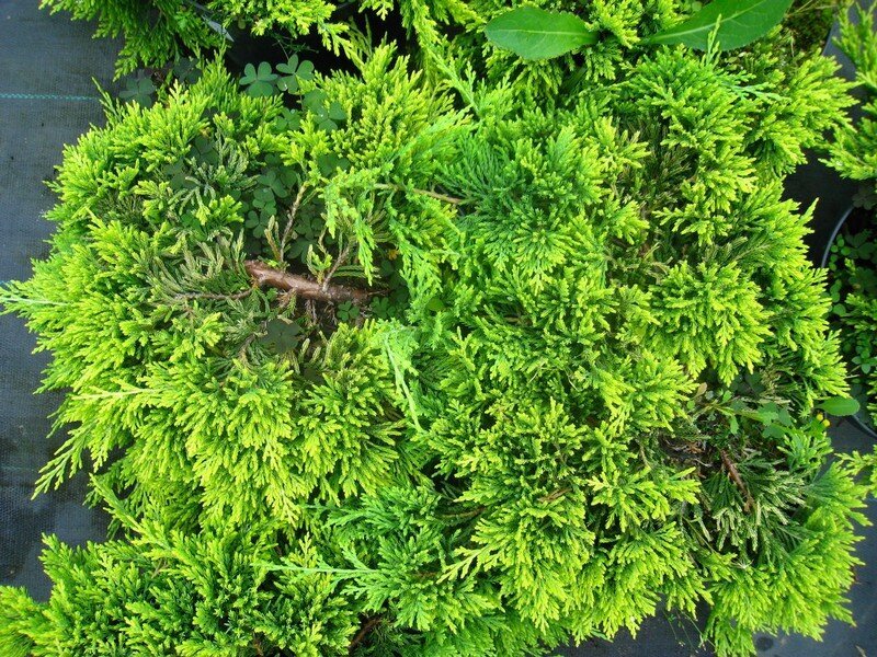 Можжевельник горизонтальный Green Carpet фото