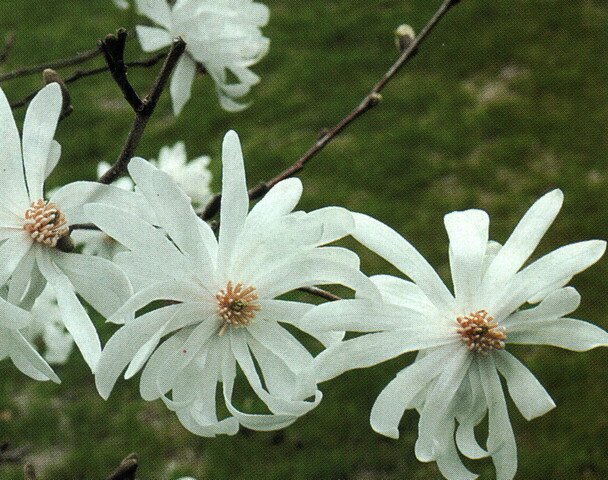 Магнолия-magnolia: описание, условия выращивания и уход - Сибирский Оазис