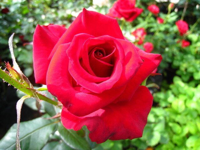 Роза Papa Meilland фото цветы