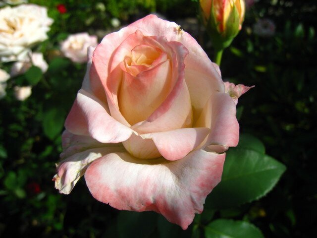 Ароматная роза Pierre Tchernia фото