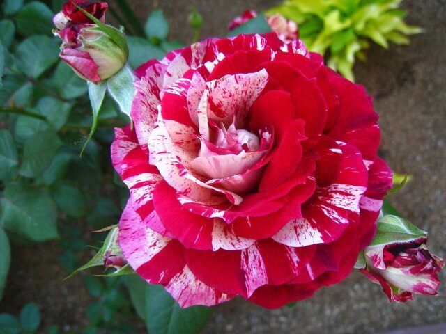 Роза Rachel Louise Moran фото цветы