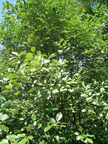 рябина ольхолистная S.ainifolia фото