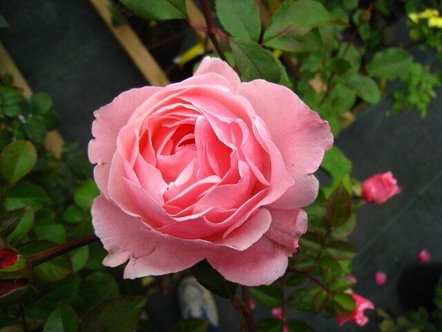 Ароматная роза Scepter’d Isle фото