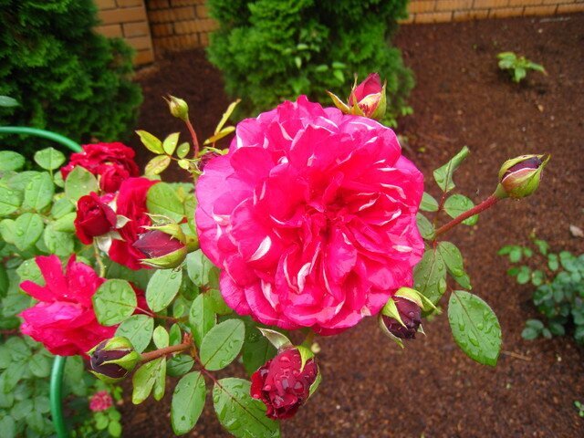 Роза Sophy’s Rose фото цветы