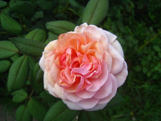 Роза Strawberry Hill фото цветы