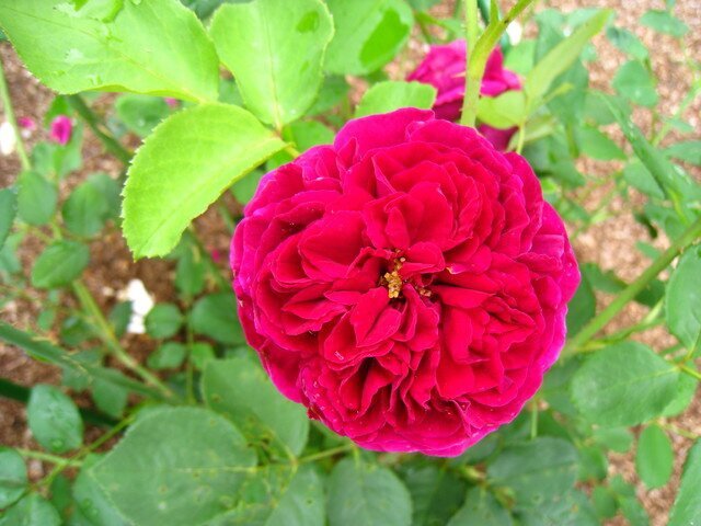 Ароматная роза The Prince фото