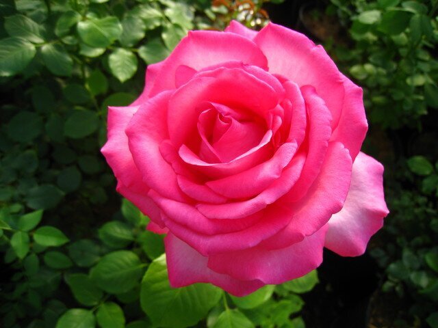 Ароматная роза Zephirine Drouhin фото