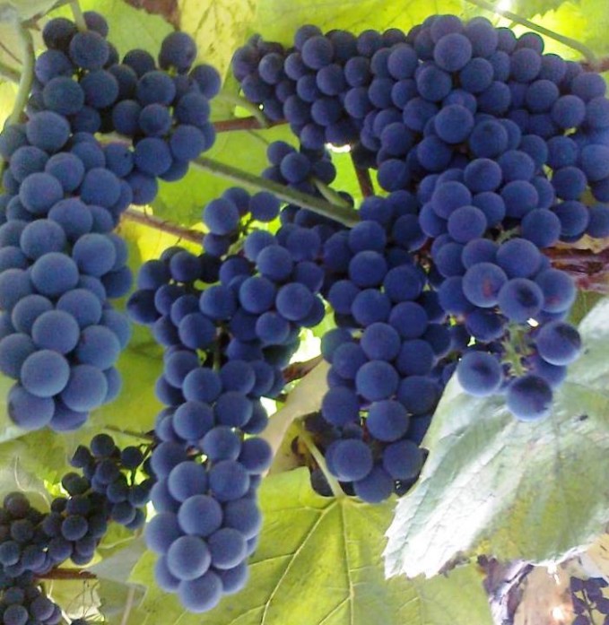 виноград сорт альфа плоды