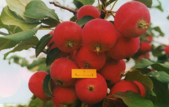 яблоня сорт аленький цветочек фото