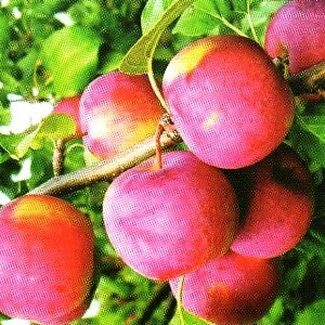 яблоня алтайское пурпуровое описание