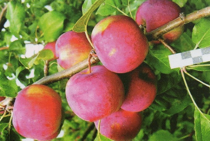 яблоня сорт алтайское пурпуровое фото