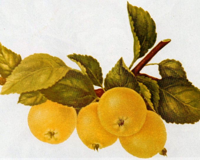 яблоня сорт алтайское золотое фото
