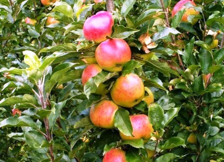 Плоды яблони колоновидной Баргузин