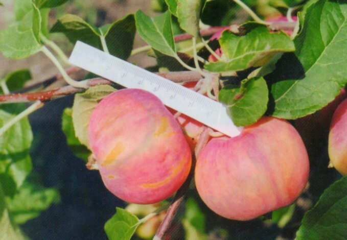 яблоня сорт барнаульское раннее фото