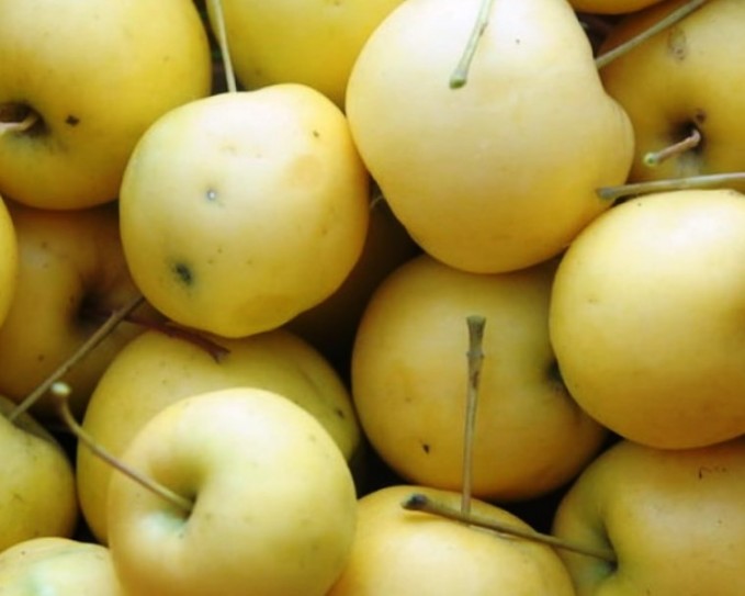 Яблоня сорт Бердское сладкое плоды