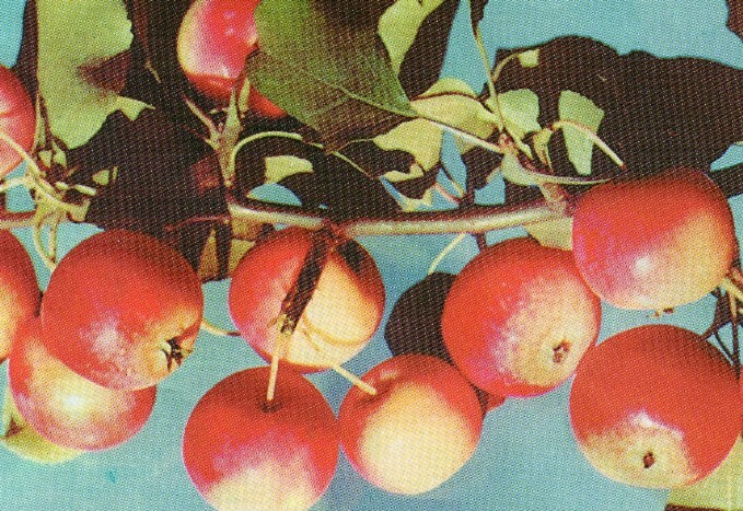 яблоня сорт чара плоды