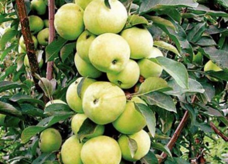 Плоды яблони колоновидной Диалог