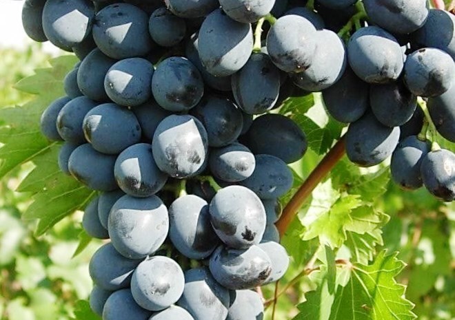виноград сорт дюймовочка фото