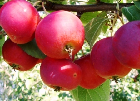 яблоня сорт дубровинка фото