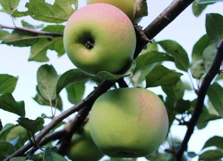 яблоня сорт фетовское плоды