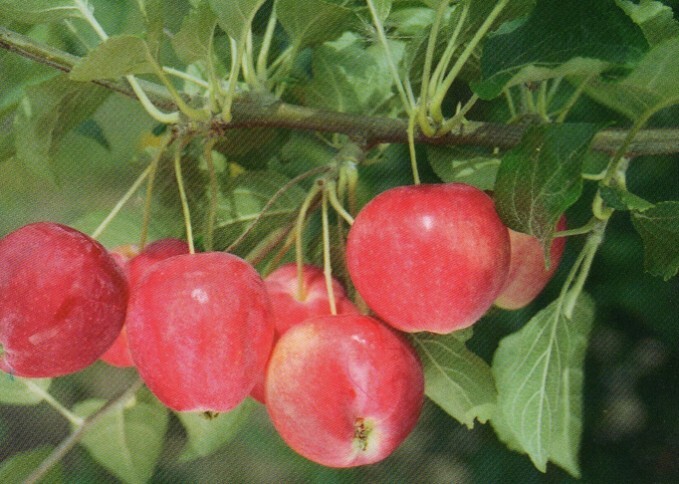 яблоня сорт горноалтайское фото