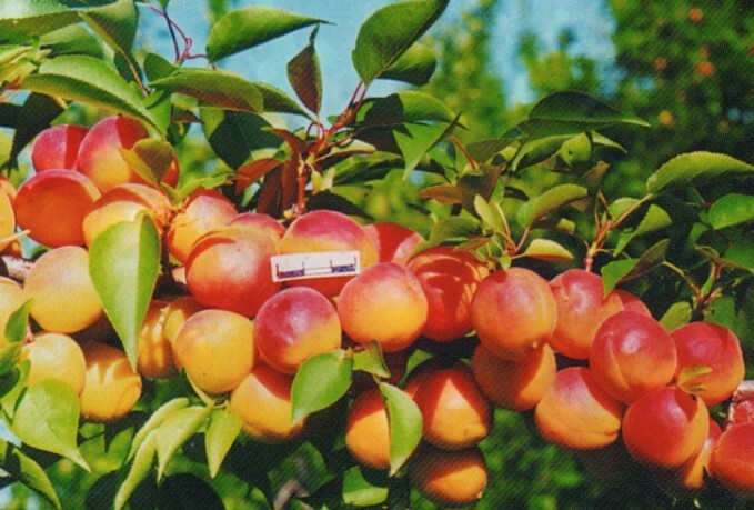 абрикос сорт горный абакан фото