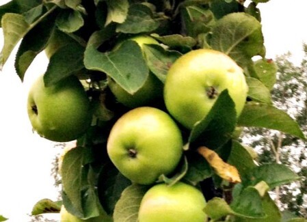 Плоды яблони колонновидной сорт Икша