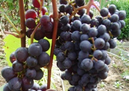 виноград сорт кишмиш уникальный фото