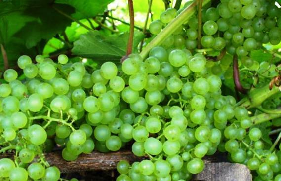 виноград сорт коринка русская фото