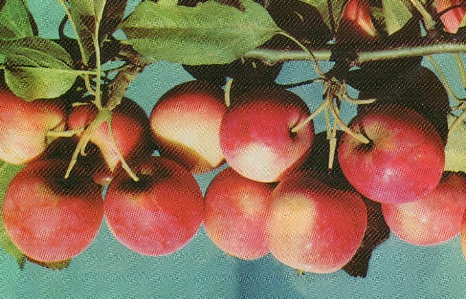 яблоня сорт краса степи плоды