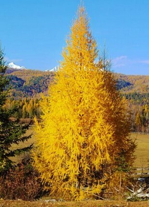 лиственница сибирская дерево осенью