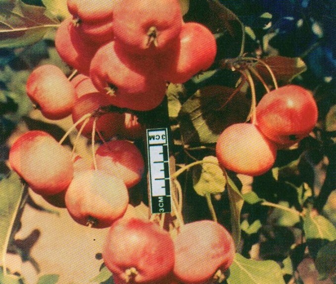 яблоня сорт малинка фото