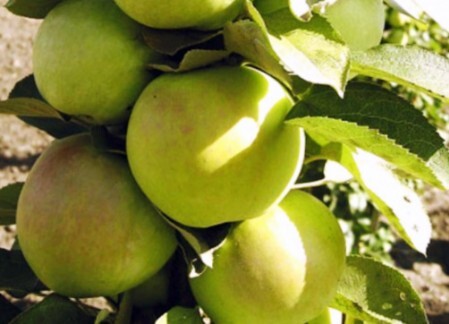Плоды яблони колоновидной Малюха