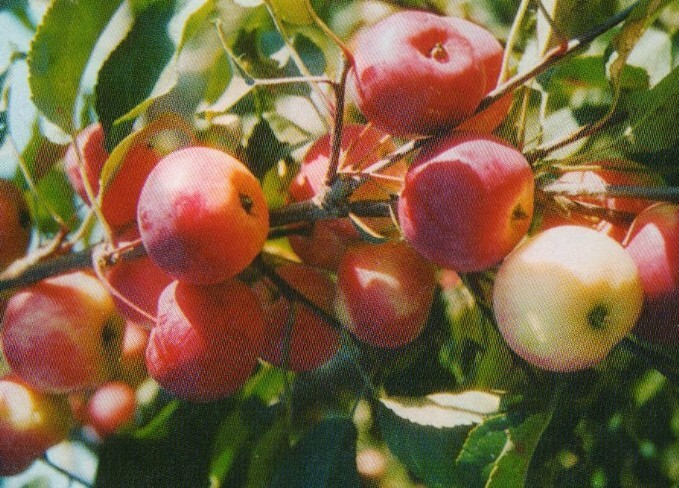 яблоня сорт мартьяновское фото