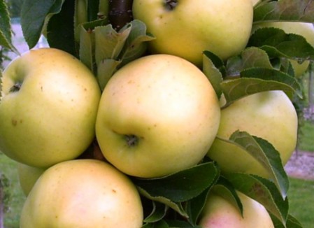 Плоды яблони колоновидной Медок